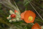 PICTURES/Wildflowers - Desert in Bloom/t_Globe Mallow1.JPG